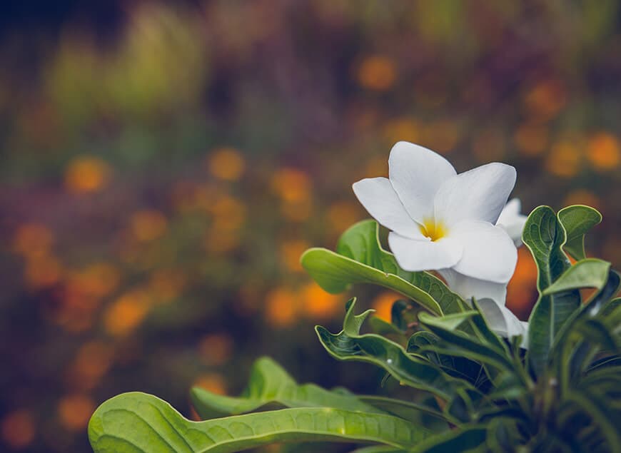 Autumn Floral Arrangements: Bringing Warmth to Your Home